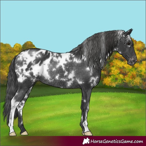 Horse Color:White Spotted Black Appaloosa Rabicano 