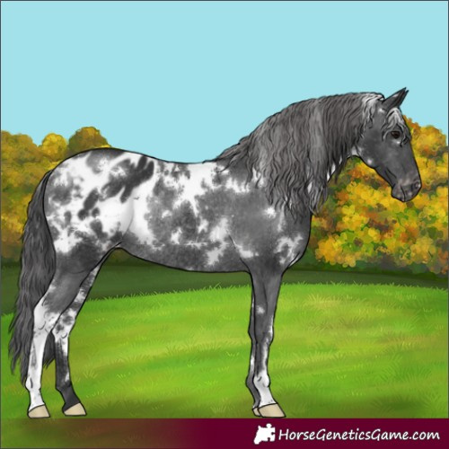 Horse Color:White Spotted Black Appaloosa Rabicano