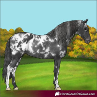 Horse Color:White Spotted Black Appaloosa Rabicano 