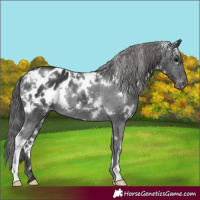 Horse Color:White Spotted Black Appaloosa Rabicano
