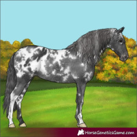 Horse Color:White Spotted Black Appaloosa Rabicano