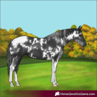 Horse Color:White Spotted Black Tobiano 
