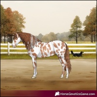 Horse Color:Gold Champagne Appaloosa  and Gold Champagne Appaloosa 