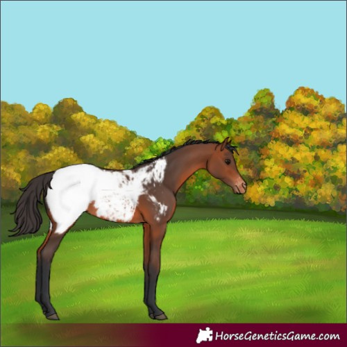 Horse Color:Bay Snowcap 