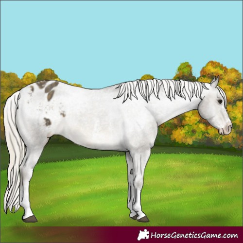 Horse Color:Silver Buckskin Sabino Appaloosa 
