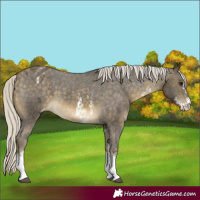 Horse Color:Silver Buckskin Sabino Appaloosa