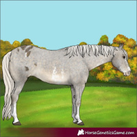 Horse Color:Silver Buckskin Sabino Appaloosa 