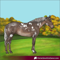Horse Color:White Spotted Silver Black Rabicano 