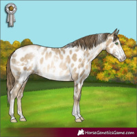 Horse Color:White Spotted Smoky Black Pearl Sabino Appaloosa Rabicano