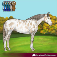 Horse Color:White Spotted Smoky Black Pearl Sabino Appaloosa Rabicano