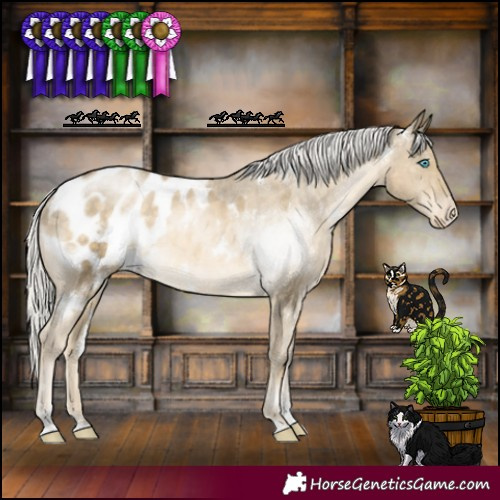 Horse Color:White Spotted Silver Buckskin Pearl Sabino Appaloosa 