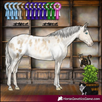 Horse Color:White Spotted Silver Buckskin Pearl Sabino Appaloosa 
