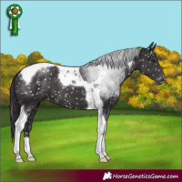 Horse Color:Smoky Black Tobiano Appaloosa