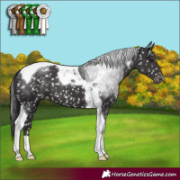 Horse Color:Smoky Black Tobiano Snowflake Varnish 