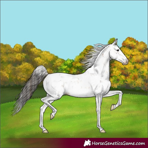 Horse Color:Bay Sabino 