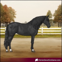 Horse Color:Black 