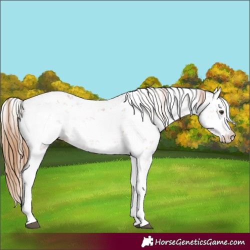 Horse Color:Chestnut Sabino