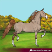Horse Color:Liver Red Dun 