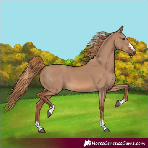 Horse Color:Red Dun 