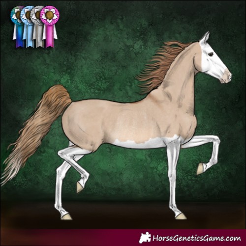 Horse Color:Red Dun Splash Rabicano 