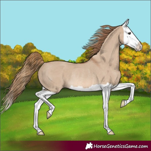 Horse Color:Red Dun Splash Rabicano 