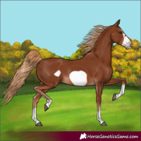 Horse Color:Chestnut Frame Rabicano 