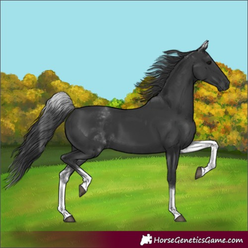 Horse Color:White Spotted Black 