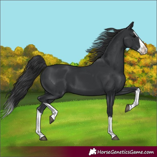 Horse Color:Black Splash 