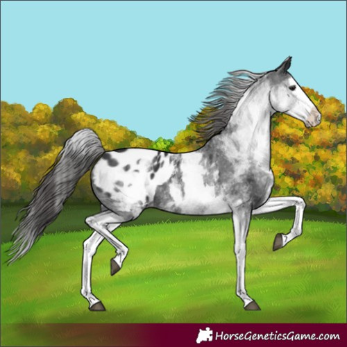 Horse Color:White Spotted Black Splash Appaloosa 