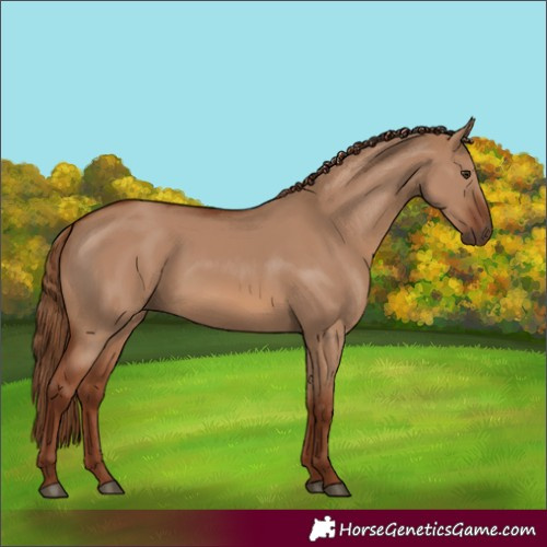 Horse Color:Red Dun 