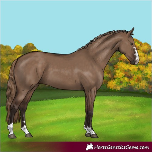 Horse Color:Liver Red Dun 