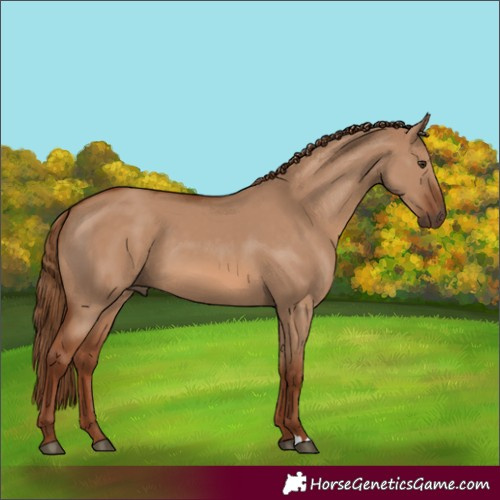 Horse Color:Red Dun 