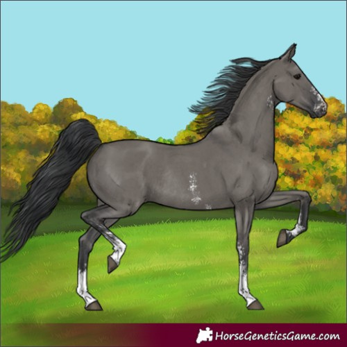 Horse Color:Grullo Sabino Rabicano 