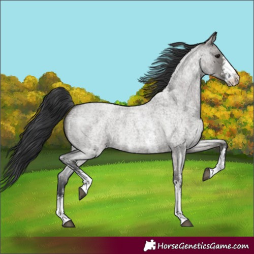 Horse Color:Grullo Roan Sabino Rabicano 