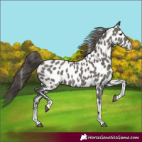 Horse Color:Grullo Sabino Appaloosa Rabicano