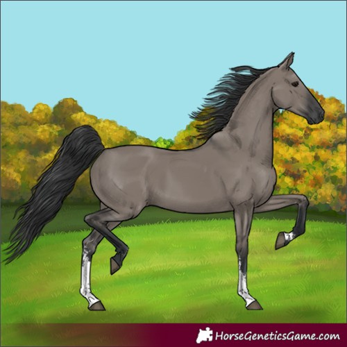 Horse Color:Grullo Sabino Rabicano 