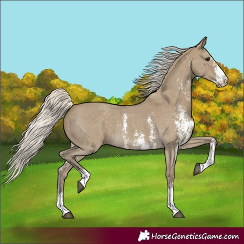 Horse Color:Silver Smoky Grullo Sabino Rabicano 