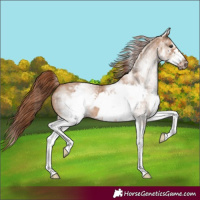 Horse Color:White Spotted Red Dun Frame 