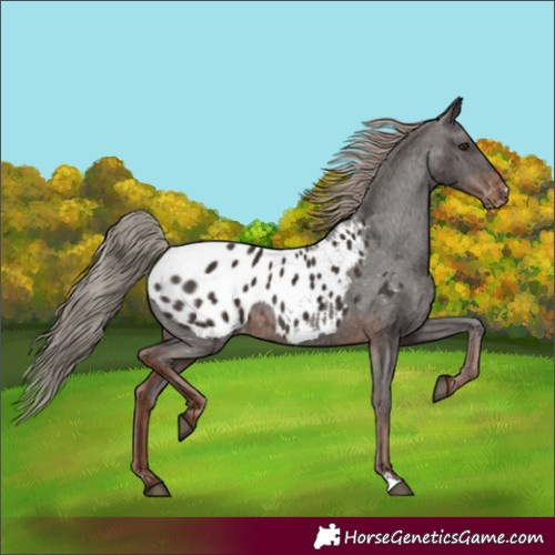 Horse Color:Liver Chestnut Appaloosa 