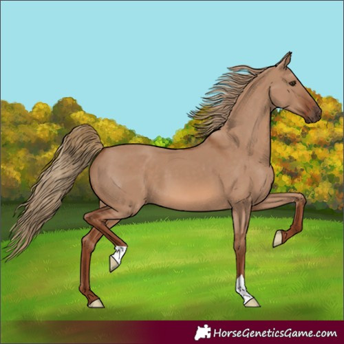 Horse Color:Red Dun 