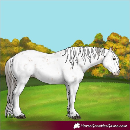 Horse Color:Unknown 