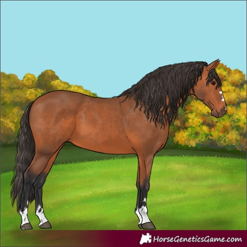 Horse Color:Bay 