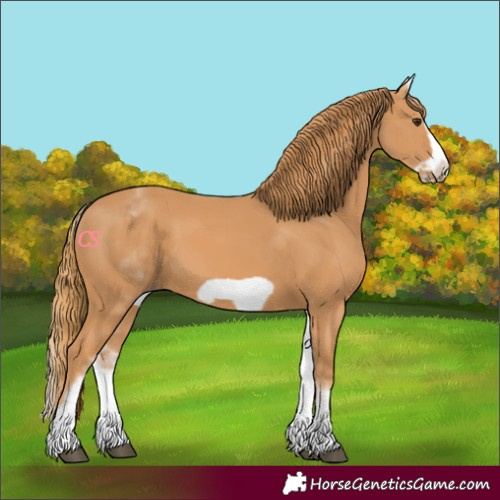 Horse Color:White Spotted Chestnut Frame