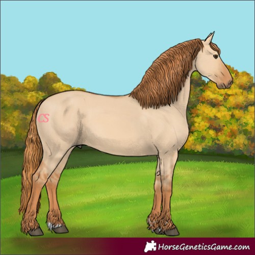 Horse Color:Red Dun 