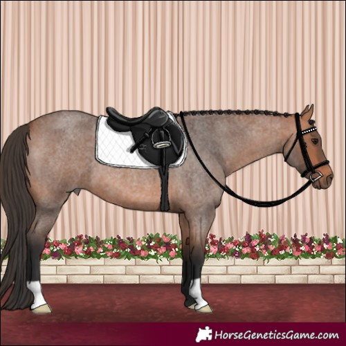 Horse Color:Bay Roan