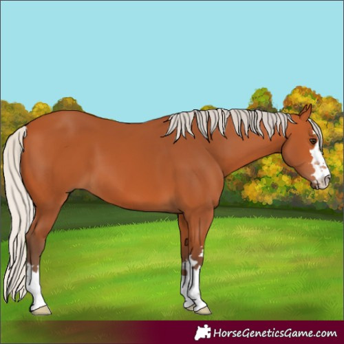 Horse Color:Silver Bay
