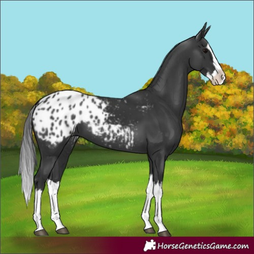 Horse Color:Black Splash Appaloosa 