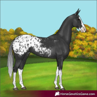 Horse Color:Black Splash Appaloosa 