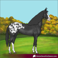 Horse Color:Black Splash Appaloosa