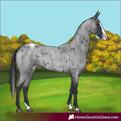 Horse Color:Blue Roan Splash Appaloosa 